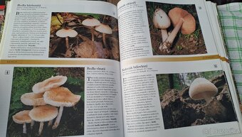 Kniha Houby - česká encyklopedie - vydání první - 7