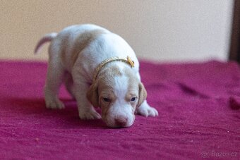 Saintgermánský ohař - štěňátka k zamluvení - 7