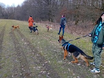 🐾 Venčení a hlídání psů po Praze - spolehlivě a s láskou 🐾 - 7