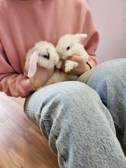 Zakrslý králík - 7