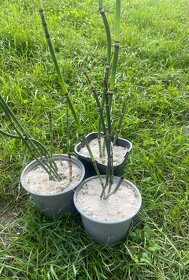 Přeslička japonská - 7