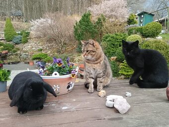 Zakrslý beránek sameček - 7