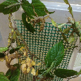 Strašilka australská - Extatosoma tiaratum - 7