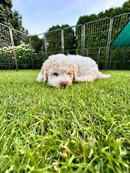 Lagotto Romagnolo s PP - Italský vodní pes - 7
