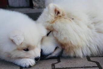 Samojed s PP - 7