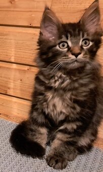 mainská mývalí koťátka - 7