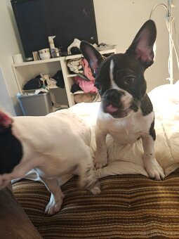 francouzky buldocek stenata - 7