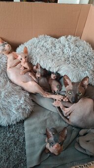 Donský sphynx - krásná koťátka - 7