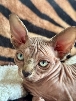 Koťata Sphynx-Elf-Strike - 7