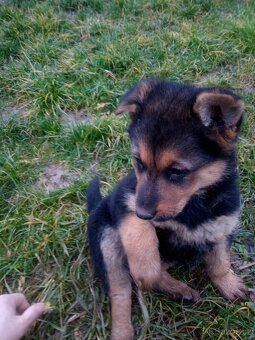 Chodský pes kříženec - 7