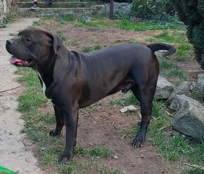 American Bully XL krytí - 7