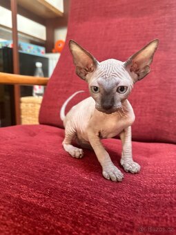 Kanadský Sphynx s průkazem původu - 7