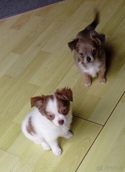 Čivava nádherně vybarvená štěňátka malých čivaviček - 7