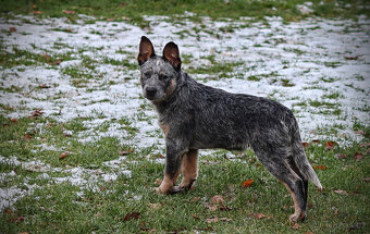 Australský honácký pes, rezervace štěňat s PP, volní kluci - 7