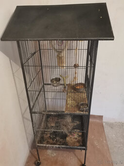 Dvě mladé korely s velkou klecí - 7