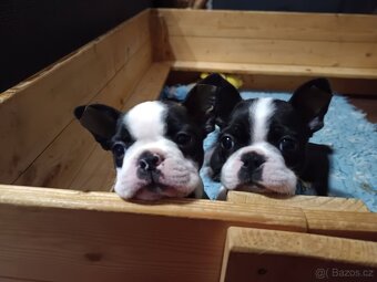 Bostonský teriér - 7