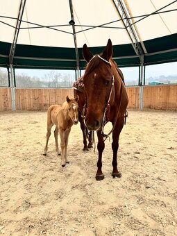 Palomino klisna American Quarter Horse po rodičích s LTE - 7