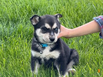 Štěňata husky a labrador - 4 fenky a 1 pes k odběru od 18.5. - 7