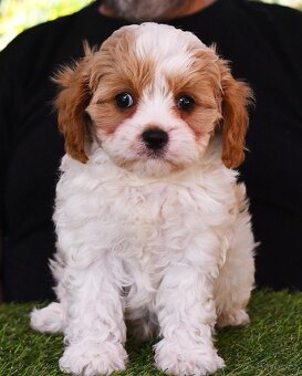 CAVAPOO štěňátka - 7