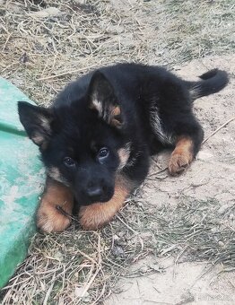 Německý ovčák - štěňata s PP - 7