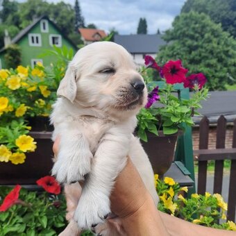 Zlatý retrívr s PP / Golden retriever - 7