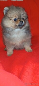 Pomeranian - 7