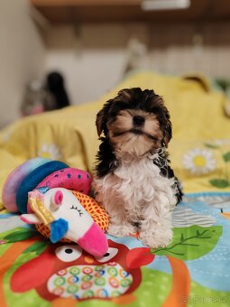 Jorkšírský teriér s PP biewer - 7