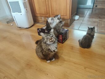 Koťata britská dlouhosrstá - 7