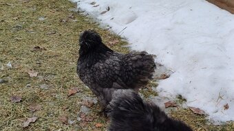 Hedvábnička slepička - 7