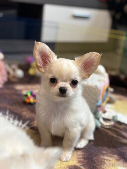 Čivava s PP pejsek - 7