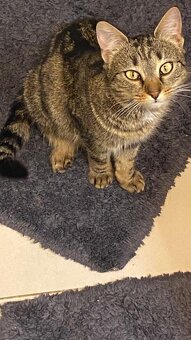 Daruji 2 kocoury+kočičku - 7