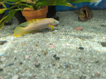 Malawi Tanganika - 7