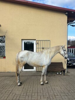 Dakotka andaluská klisna - 7