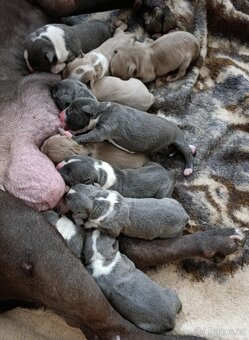American Bully XL originální původní krev rodokmen ABKC USA - 7