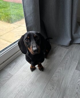 Jezevčík trpasličí - 7