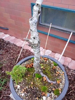 Bříza bělokorá (Betula pendula) bonsai - 7