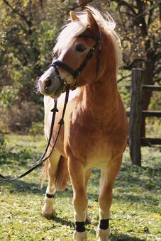 Pony valach Hafling 144cm - 7