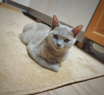 Britská černá krátkosrstá a dlouhosrstá koťata - 7