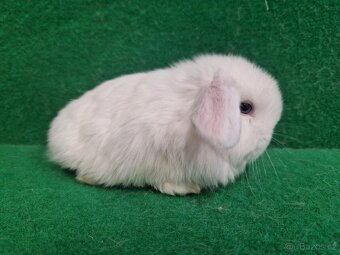 Zakrslý beránek s rodokmenem - 7