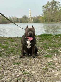 American Bully XL - ke krytí - 7