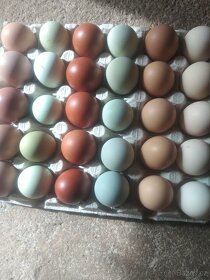 Kuřata na barevná vejce nebo NV - 7