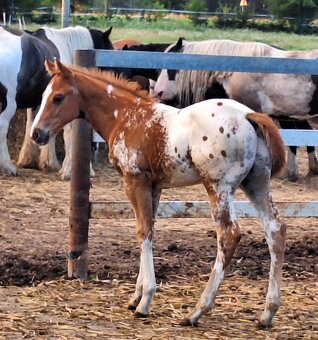 Appaloosa přiouštění klisen - 7