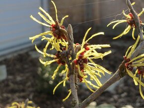 Vilín viržínský - Hamamelis virginiana 20 semen 50 Kč - 7