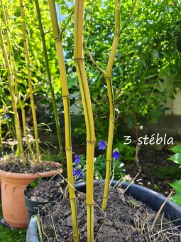 Bambus Phyllostachys bisseti nebo Phyllostachys aureosulcat - 7