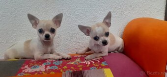 Čivava štěňata s PP - 7