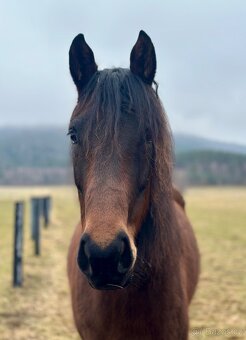 Darujeme problémovou kobylku - 7