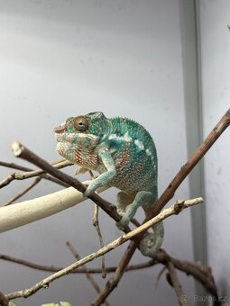 Chameleon pardalis - nosy be - 7