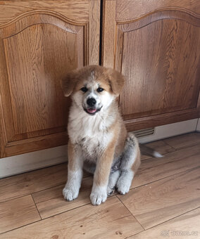 Akita inu c PP - 7