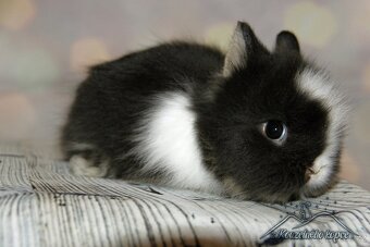 Zakrslí králíčci Teddy s VP -_ doprava po ČR zajištěna - 7