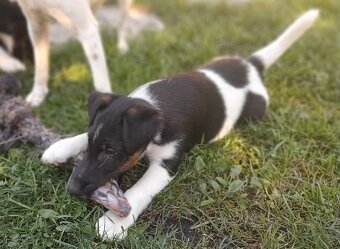 Foxteriér hladkosrstý - 7